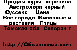 Продам куры, перепела. Австролорп черный. Суссекс. › Цена ­ 1 500 - Все города Животные и растения » Птицы   . Томская обл.,Северск г.
